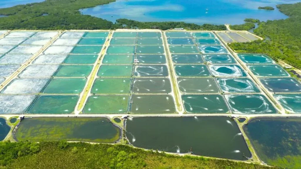 Aquaculture Aeration: Application Guide
